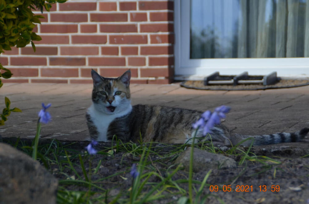 Kira