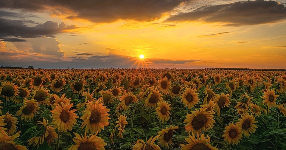 Sonnenblumen