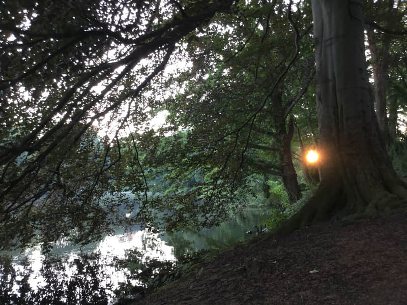 Das Licht