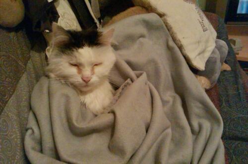 Von Werwill daswissen